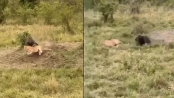 Baboon chases & defeats lion to save its troop; watch