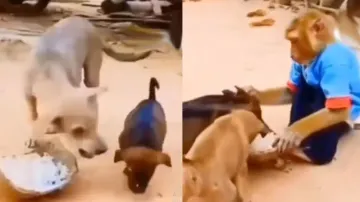 Monkey picks up fight with dog as it doesn’t let puppies to eat food; watch heart-winning video