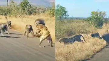 Shocking video of 50 baboons attacking leopard on middle of road goes viral