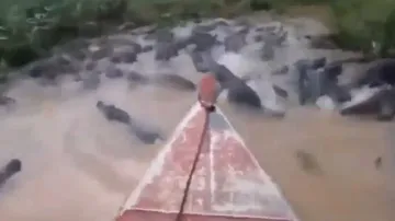 Scary visuals of boat ride in crocodile-infested river will give you nightmares, watch