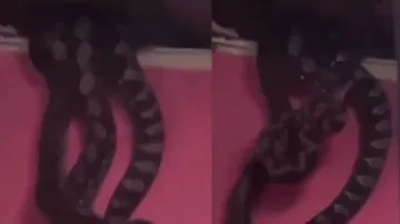 Scary! 3 giant pythons drop after ceiling of room caves in; watch