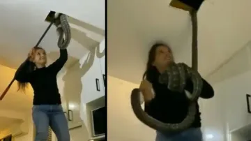 Girl pulls out pythons from ceiling with bare hands, watch