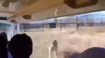 Lioness jumps inside visitor’s vehicle in safari, what happens next is surprising; watch