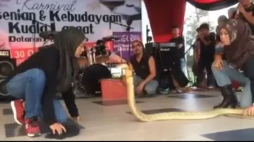 Scary video of hijab-clad woman kissing king cobra terrifies internet