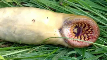 Picture of a Sea Lamprey takes internet by storm; netizens call it nightmare