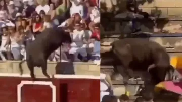 Horrifying! Bull jumps out of bullring, leaves audience terrified after bullfight; watch