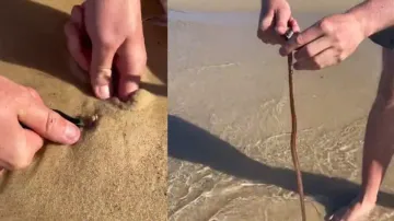 Scary! Before walking barefoot on beach, watch this video