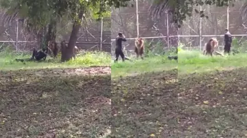 Youth leaves lion ‘confused’ after jumping into zoo enclosure; watch
