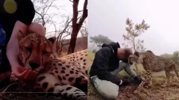 Injured Cheetah expresses gratitude to photographer for help, watch heart-winning gestures