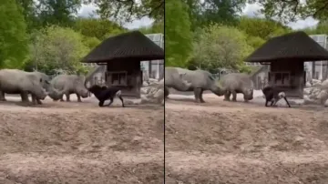 Goat scares away crash of Rhinos in zoo enclosure; watch