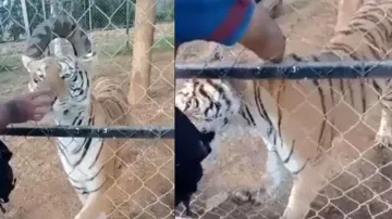Man teases Royal Bengal Tiger putting hand inside cage, watch what happens next
