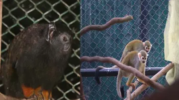 Golden-handed tamarins & squirrel monkeys 