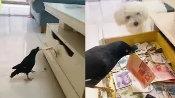 ‘Burglar’ bird steals currency notes from street, deposits at owner’s house; watch