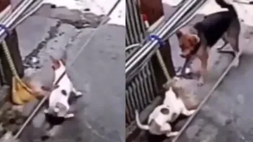 Brave small dog fights back big canine flaunting ‘martial arts’ skill; watch