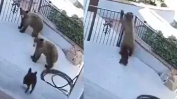 Brave dog scares away two huge bears; watch