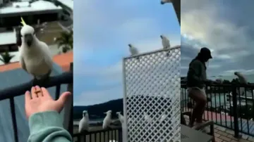 Girl feeds cockatoo at restaurant, bird returns with flock of parrots; watch marvellous show