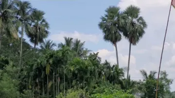 Experts have expressed concern over rampant felling of palm trees that give protection against light
