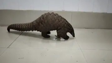 Pangolin Rescued From Koraput