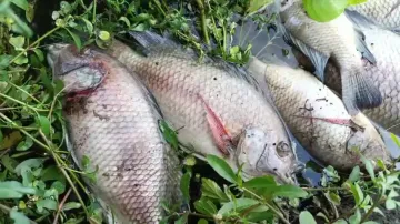 Dead Fish Floating In River