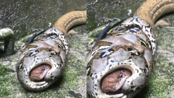 Astonishing python showdown will surely give you chills
