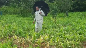 Severe rain hits ginger cultivation in Koraput