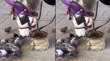 Heartwarming video of horse sharing its food with pigeons wins hearts – Watch