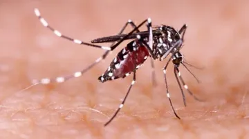 Bangladesh's dengue death toll exceeds 800