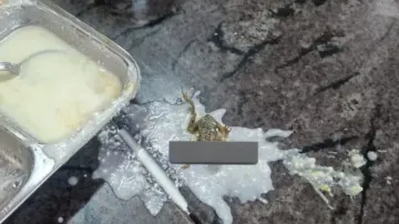 Frog found in food 
