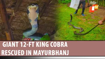 12-Feet Snake Rescued From Man’s House In Odisha’s Mayurbhanj