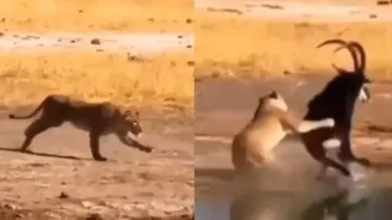 Lioness' ferocious surprise attack on sable antelope: Watch who won the battle of survival