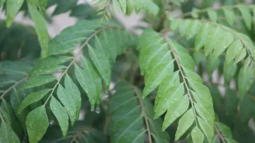 DIY curry leaf oil recipe