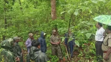 Tiger Census In Similipal National Park