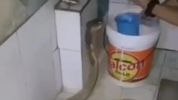 Video of man giving bath to king cobra will send chills down your spine – Watch