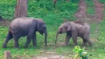 Baby elephants engage in heartwarming playful tussle, video goes viral; watch