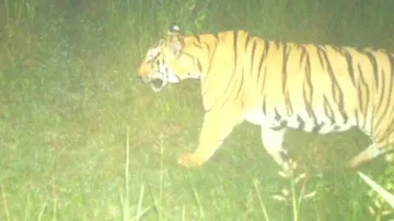 Royal Bengal Tiger prowls in Odisha’s Gajapati forests, gives sleepless nights to residents  