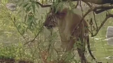 Tiger In Kuldiha Sanctuary