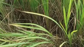 Odisha farmers lose sleep over pest attack on paddy