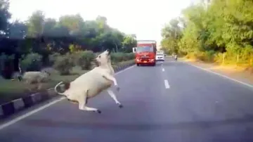 Stray Cattles Gets Hit By Car On Road
