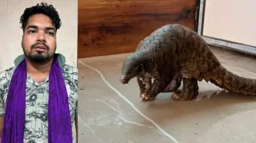 Odisha STF arrests man, rescues pangolin