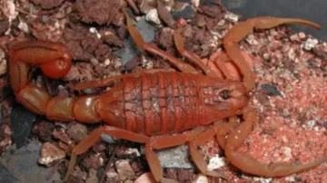 Indian red scorpion