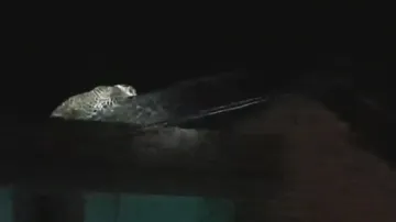 ‘Killer’ leopard atop house triggers panic in Odisha's Nuapada