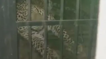 Man-animal conflict: Another leopard spotted in Nuapada, locals express concerns