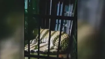 Wildlife experts concerned over changed behaviour of caged leopard in Nuapada