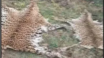 Leopard skins seized in Odisha, 2 persons arrested