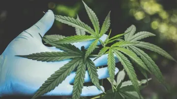 Exposure to cannabis during pregnancy raises diabetes risk in children