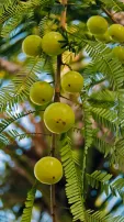 Unlocking the health benefits of Amla: A winter wellness essential