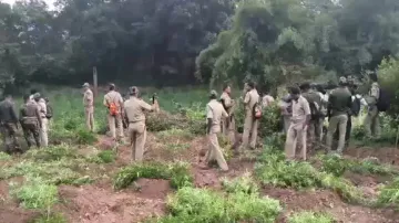 Cannabis plants worth Rs 9 crore destroyed in Odisha’s Gajapati