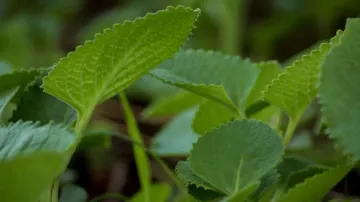 Ajwain leaves