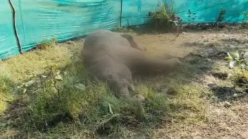 Yet another elephant found dead in Odisha's Telkoi range