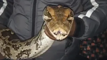 Giant python rescued in Odisha’s Dhenkanal; released into wild 